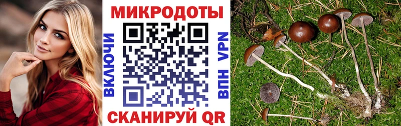 Галлюциногенные грибы Psilocybine cubensis  Киренск 